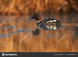 Attēlu rezultāti vaicājumam “Bucephala clangula female”