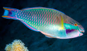 Image result for Chlorurus perspicillatus