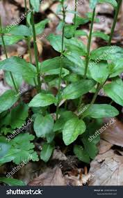 Attēlu rezultāti vaicājumam “Veronica serpyllifolia leaf”