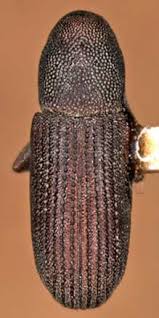 Attēlu rezultāti vaicājumam “Hylastes sp.”