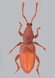 Attēlu rezultāti vaicājumam “Apion sp.”