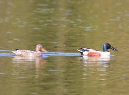 Attēlu rezultāti vaicājumam “Anas clypeata”