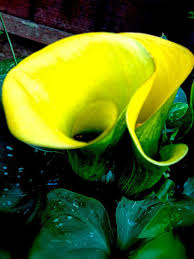 Attēlu rezultāti vaicājumam “Nuphar lutea fruit”