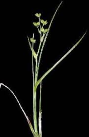 Attēlu rezultāti vaicājumam “Scheuchzeriaceae”