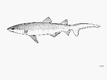 Image result for Carcharias