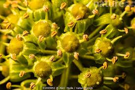 Attēlu rezultāti vaicājumam “Hedera helix  flower”