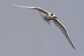 Attēlu rezultāti vaicājumam “Sterna sandvicensis”