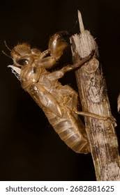 Attēlu rezultāti vaicājumam “exuvia”