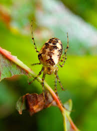 Attēlu rezultāti vaicājumam “Metellina segmentata”