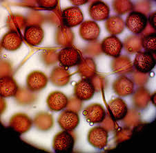 Attēlu rezultāti vaicājumam “Diderma subviridifuscum”