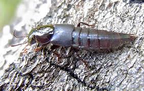 Attēlu rezultāti vaicājumam “Quedius dilatatus”