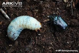 Attēlu rezultāti vaicājumam “Osmoderma barnabita imago”