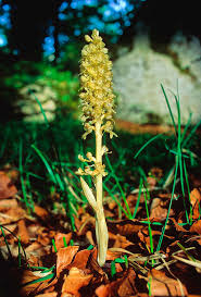Attēlu rezultāti vaicājumam “Neottia nidus-avis flower”