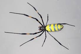 Image result for spider