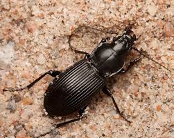 Attēlu rezultāti vaicājumam “Pterostichus melanarius”