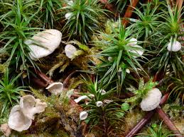 Attēlu rezultāti vaicājumam “Arrhenia retiruga”