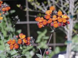 Image result for Calceolaria integrifolia