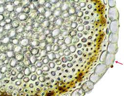 Attēlu rezultāti vaicājumam “Sphagnum platyphyllum”