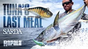 Image result for Sarda sarda