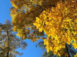 Attēlu rezultāti vaicājumam “Carya ovata”