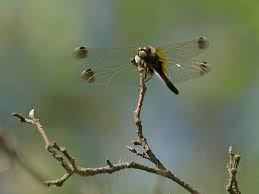 Attēlu rezultāti vaicājumam “Leucorrhinia caudalis male”