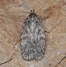 Attēlu rezultāti vaicājumam “Agonopterix heracliana”