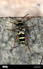 Attēlu rezultāti vaicājumam “Clytus arietis”