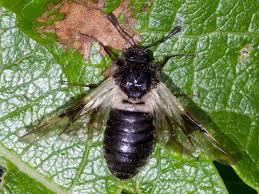 Attēlu rezultāti vaicājumam “Cimbicidae”