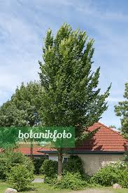 Attēlu rezultāti vaicājumam “Ulmus x hollandica”