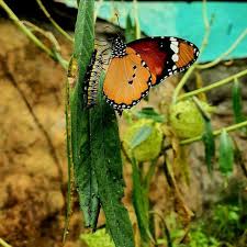 Attēlu rezultāti vaicājumam “Trichia longipalpis spores”