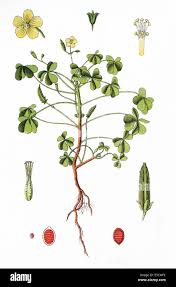 Attēlu rezultāti vaicājumam “Oxalis corniculata”