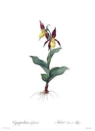 Attēlu rezultāti vaicājumam “Cypripedium calceolus”