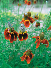 Image result for Ratibida columnifera