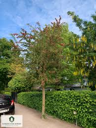 Attēlu rezultāti vaicājumam “Crataegus laevigata”