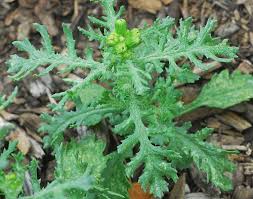 Attēlu rezultāti vaicājumam “Senecio vulgaris”