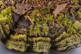 Attēlu rezultāti vaicājumam “Heterobasidion parviporum”