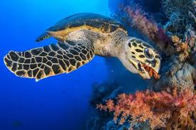 Image result for Eretmochelys imbricata