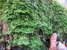 Attēlu rezultāti vaicājumam “Taxiphyllum wissgrillii”