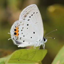 Attēlu rezultāti vaicājumam “Everes argiades”