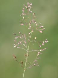 Attēlu rezultāti vaicājumam “Agrostis capillaris”