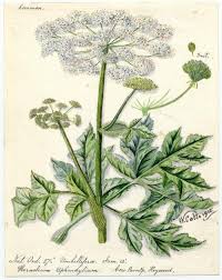 Image result for Heracleum sphondylium