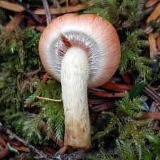 Attēlu rezultāti vaicājumam “Athelia pyriformis”