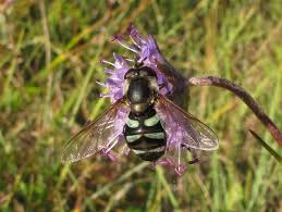 Attēlu rezultāti vaicājumam “Didea alneti”