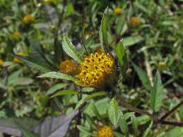 Attēlu rezultāti vaicājumam “Bidens frondosa fruit”