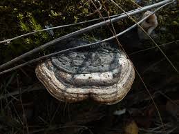 Attēlu rezultāti vaicājumam “Phellinus nigricans”