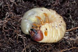 Attēlu rezultāti vaicājumam “Oryctes nasicornis”