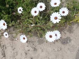 Image result for Dimorphotheca pluvialis