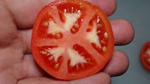 Afbeeldingsresultaat voor kosmonaut volkov 68D tomato