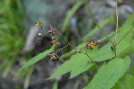 Attēlu rezultāti vaicājumam “Epimedium alpinum”