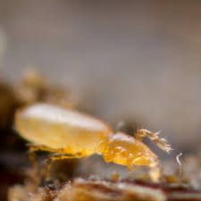 Attēlu rezultāti vaicājumam “Orchesella sp.”